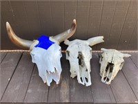 Authentic Cow Skulls