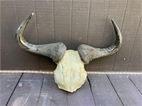 Wildebeest Horns