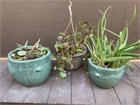 Lot of Plants in Chicken Planters
