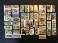 Brooke Bond Animals and Their Young 48 card set