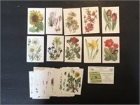 FLOWERS- 62 x German KOLLN Trade Cards 1960