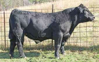 6th Annual Platinum Alliance All Breed Bull and Female Sale