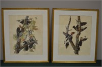 Two 21x25 Framed Antique Audobon Pictures