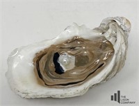 Oyster Shell with Genuine Pearl