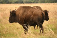 3 Suns Bison Ranch-Final Dispersal Bison Auction