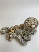 Seashell & Fossil Lot