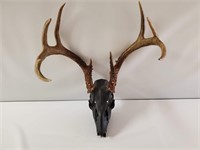 Painted Skull & Antlers-8 pt. buck