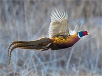 Guided Pheasant Hunt for 6 w/lodging