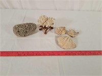 Coral and shells.