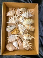 Mixed decorative Seashell Lot