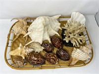 Tray with assorted seashells and coral
