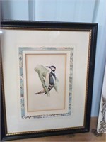 Bird print great spotted woodpecker