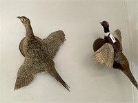 Pair of Flying Pheasants