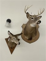 Buck and Doe Whitetail Mounts