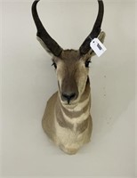 Contemporary Antelope Taxidermy Mount