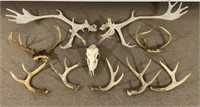 Box of Antlers