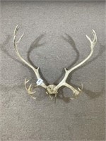 Set of Caribou Horns - 30 inches wide
