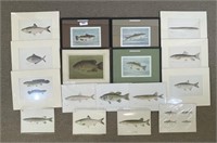 Collection of Fish Prints - Framed & Unframed