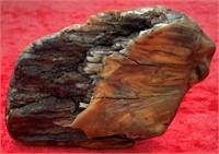 Small portion of a mastodon tooth 3.5" long