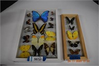 Two Plates of Butterflies