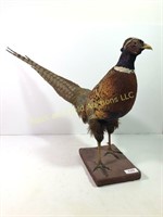 Ring necked pheasant mount