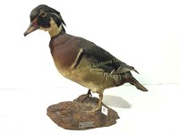 Wood duck taxidermy mount