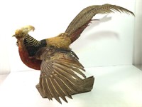 Golden pheasant taxidermy mount