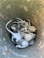 Galvanized Bucket Of Shells And Bones