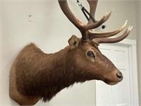 Trophy Bull Elk Mount