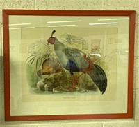 Framed "Siamese Crested Fireback" Print