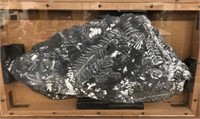 Ancient Fern fossil approx 8”x16”