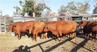 5x6 Young Santa Droughtmaster Cows With Calves