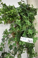Greenery lot of 3 English Ivy 2 In Whicker