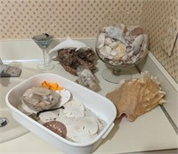 Collection of Sandollars & Sea Shells