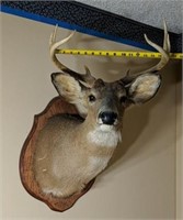 8 Point Whitetail Deer Taxidermy