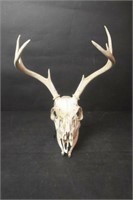 Deer Skull