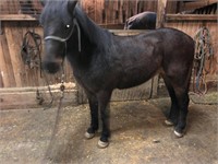 Ringo - 8yr - 13.2hh - Pony Gelding