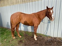 Pep N His Lil Jewel - 3yr - 15hh - Mare