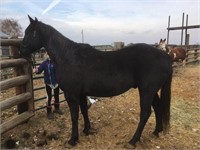 Xavier - 16yr- 15.2HH- Gelding