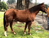Lady Bee - 8yr - 14.3hh - Mare