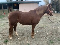 Lilly-14yr-14.3HH-Mare