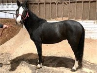 Mabel-8yr-12.3HH-Mare