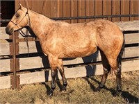 Tuf Cheeta Chex - 4yr- 14.3hh - Mare