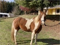 Jiggy- 9yr-15HH-Gelding