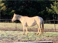Heiress To Gold- 12yr-15.2HH-Mare APHA