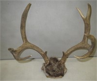 8 Point Deer Antler Rack 12"x14"
