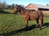 Junior- 4yr-15HH- Gelding