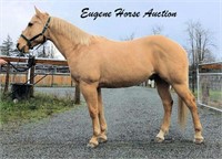 Houston - 13yr- 15.2HH- Gelding