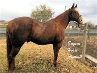 Hotdog- 16yr-15.2HH- Gelding