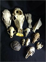 Animal skulls and turtle shell